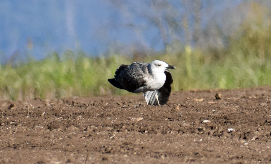 Quale gabbiano?  giovane Gabbiano reale (Larus michahellis)